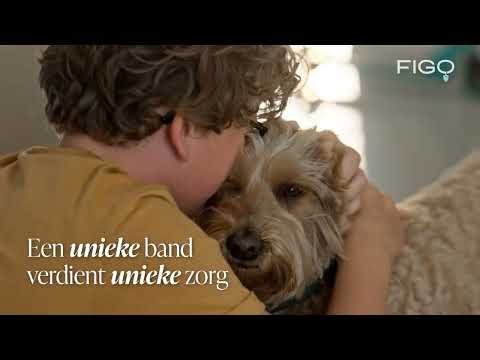 Hondenverzekering: Is jouw beste vriend al verzekerd? | Figopet.nl